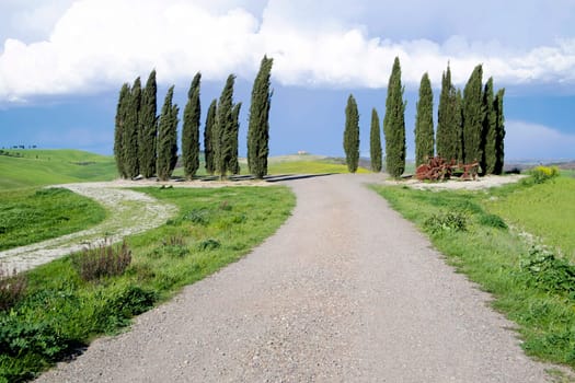 Photographic documentation of the cypresses in the province of Siena Tuscany Italy