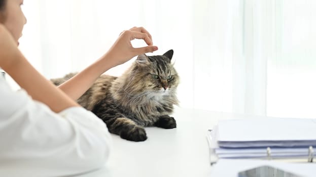 Closeup asian woman playing her cat on the table in modern home office