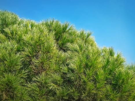 Closeup pine tree branches with evergreen needles over blue sky background