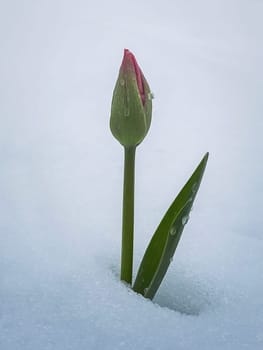 Unbloomed young tulip flower growing under the white snow. Water drops on the bud and leaves