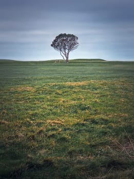 Idyllic view to a bench under a lone tree in the field. Picturesque landscape, solitude concept