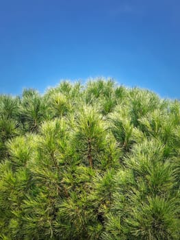 Closeup pine tree branches with evergreen needles over blue sky background