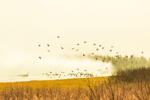 Birds animals leave and fly away from a polluted toxic poisonous dirty nature zone in the field.