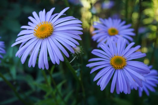 Lilac chamomile flowers taken in the garden close-up