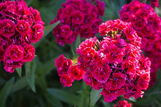 Chinese carnation flowers taken close-up in the garden