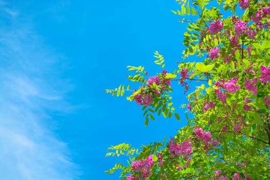 Blossoming tree branches on blue sky background.