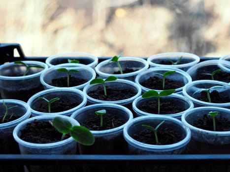 The concept of growing seedlings of organic vegetables and the use of plastic recycled products.