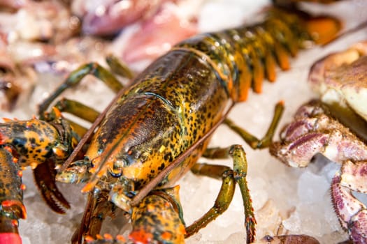 Assortment of fishes at fishmonger. Fresh lobster on table with ice. Gourmet food healthy.