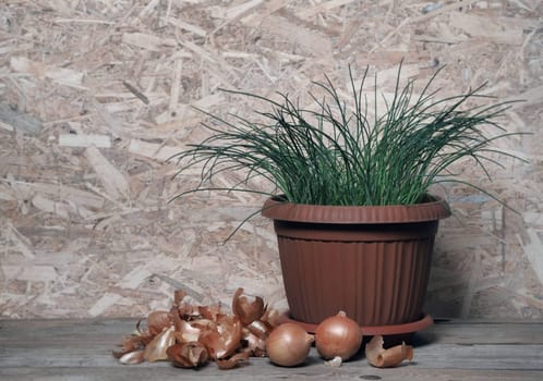 Food background with green onions growing in a flower pot and onions on a wooden background.The concept of the benefits of onions for human health
