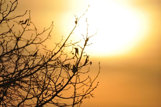 Beautiful shot of birds sitting on leafless tree branches during autumn with the golden sunset in the background