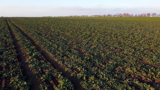 Flying over field of green leaves sugar beets planted before winter at sunset at dawn. Aerial drone view. Agro-industrial agricultural farm fields. Industrial cultivation of sugar beet. Agrarian field
