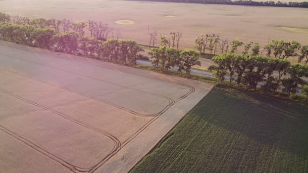 Large wheat fields, road, moving cars, trees and pink sun glare on summer evening. Agricultural industrial landscape. Agrarian fields of yellow mature ripe wheat. Wheat crop harvest. Aerial drone view