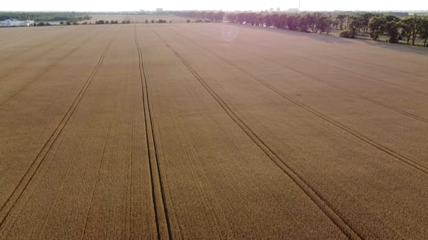 Panoramic view of the wheat agricultural field. Flying over a big field of ripe mature wheat at sunset dawn on summer. Shining sun, sun glare. Agrarian countryside rural landscape. Aerial drone view