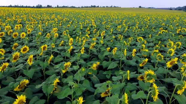 Sunflower field. Large field of blooming sunflowers. Flying over flowers of blooming sunflowers in big field of sunflowers. Industrial cultivation of sunflower. Agricultural agrarian land. Farmland.