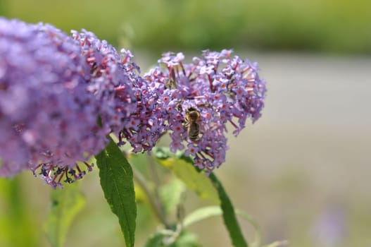 Closeup of a bee on a blooming purple Buddlea, butterfly bush