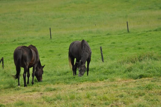 Horses grazing in the field in Ratingen, Germany