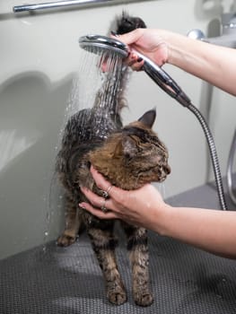 Woman washing a tabby gray cat in a grooming salon