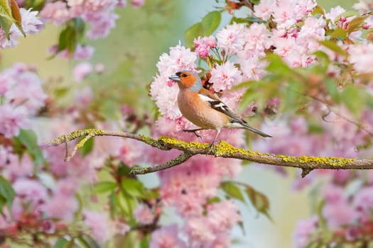 bird among spring flowering branches , animals