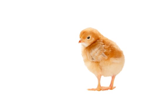 chicken red color isolated on white background , animals