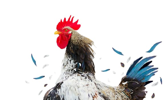 rooster with flying feathers isolated on white background , animals