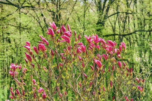 a tree or shrub with large, typically creamy-pink, waxy flowers. Magnolias are widely grown as ornamental trees.
