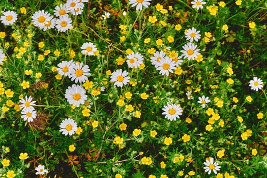 an aromatic European plant of the daisy family, with white and yellow flowers