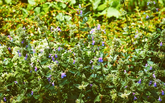 an aromatic plant native to temperate regions of the Old World, several kinds of which are used as culinary herbs.