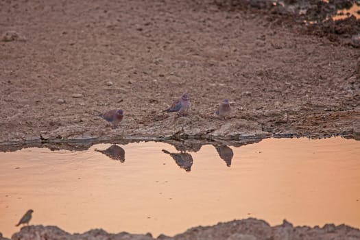 Laughing Dove (Streptopelia capicola) at a Kalahari water hole for an early morning drink.