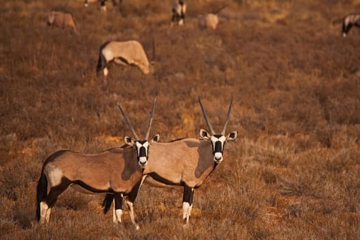 Herd of Kalahari Oryx 5291