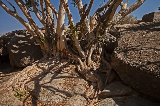 The Namaqua Rock Fig (Ficus cordata) bears small edible fruit and occur in the arid South Western region of Africa from the Western Cape Province of South Africa to Southern Angola