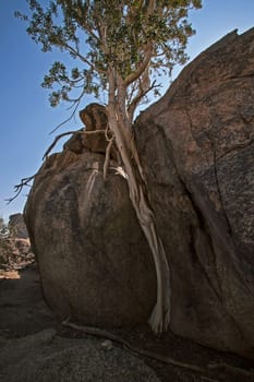 The Namaqua Rock Fig (Ficus cordata) bears small edible fruit and occur in the arid South Western region of Africa from the Western Cape Province of South Africa to Southern Angola