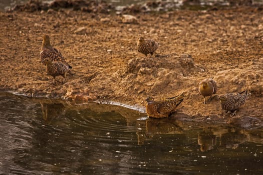 Namaqua Sandgrouse (Pterocles namaqua) at the waterhole in the Kgalagadi Transfrontier Park,