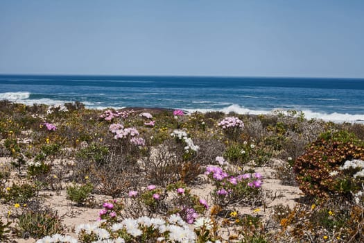 Abundant wild flowers on the cold Atlantic coastline of Namaqualand. Namaqua National Park, South Africa