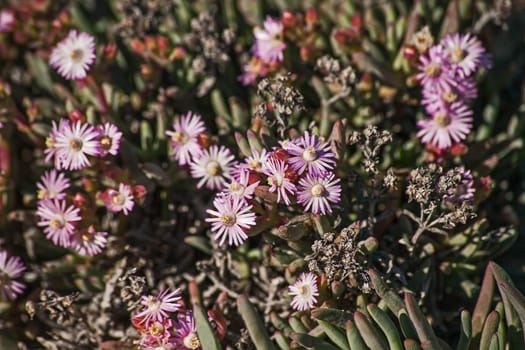 Succulents in the semi desert area of Namaqualand, South Africa, flowers in spring after good winter rains.