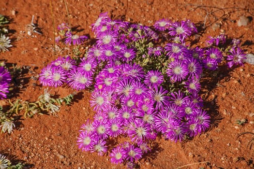 Namaqualand Spring Flowers 11607