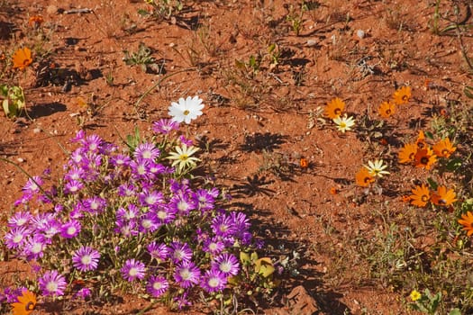 Namaqualand springtime, succulent and daisiy flowers on red sand