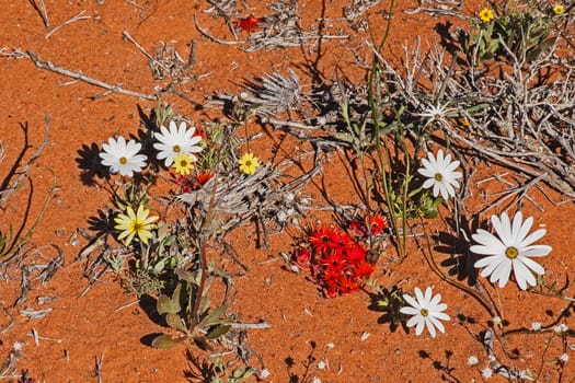 A variety of different spring flowers on the red Namaqualand sands