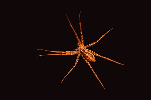 Macro image of a Nurseryweb Spider isolated against a black background
