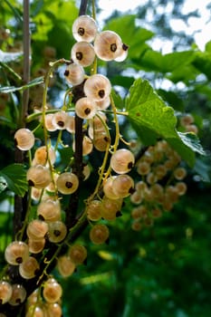 Brush of white currant berries and green leaves. White currant Ribes rubrum White grape Close up. Macro. High quality photo