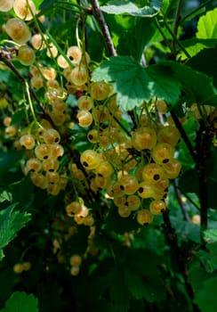 Brush of white currant berries and green leaves. White currant Ribes rubrum White grape Close up. Macro. High quality photo