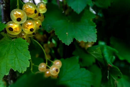 Brush of white currant berries and green leaves. White currant Ribes rubrum White grape Close up. Macro. High quality photo