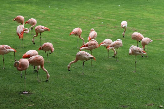 The pink flamingos on a beautiful landscape. Loro Park Spain, Tenerife. Canary Islands