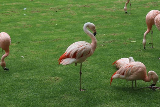 The pink flamingos on a beautiful landscape. Loro Park Spain, Tenerife. Canary Islands