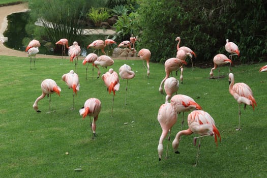 The pink flamingos on a beautiful landscape. Loro Park Spain, Tenerife. Canary Islands