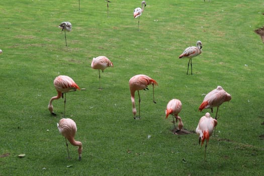 The pink flamingos on a beautiful landscape. Loro Park Spain, Tenerife. Canary Islands