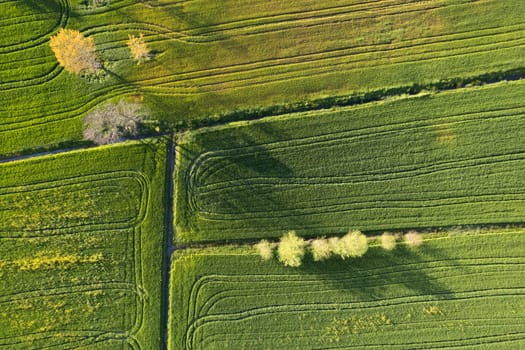 Aerial photographic documentation of the green color of wheat in spring