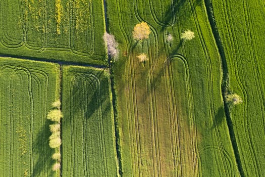 Aerial photographic documentation of the green color of wheat in spring