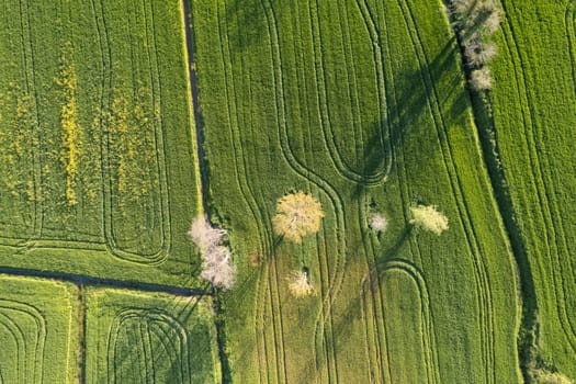 Aerial photographic documentation of the green color of wheat in spring