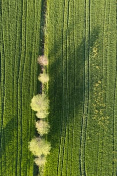 Aerial photographic documentation of the green color of wheat in spring