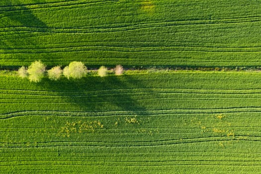 Aerial photographic documentation of the green color of wheat in spring